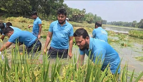 কাপাসিয়ায় কৃষকের ধান কেটে দিলেন এমপি সালাহউদ্দিন