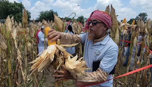 ঠাকুরগাঁওয়ে বিএডিসি ভুট্টার ক্রপ কাটিং ও মাঠ দিবস অনুষ্ঠিত