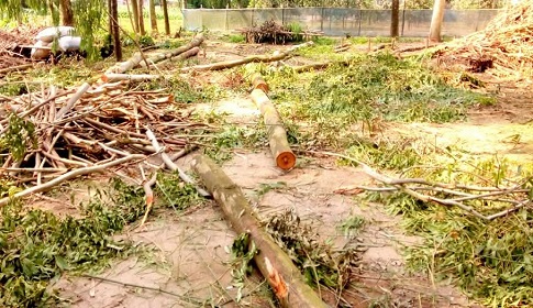 প্রশাসনের নিষেধ স্বত্ত্বেও ঠাকুরগাঁওয়ে ওয়াকফ স্টেটের গাছ চুরি 