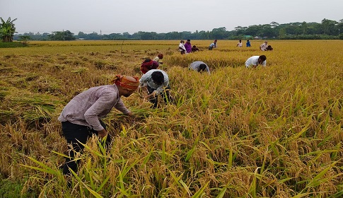 অগ্নিকাণ্ডে নিঃস্ব কৃষকের ধান কেটে বাড়িতে তুলে দিল ছাত্রদল