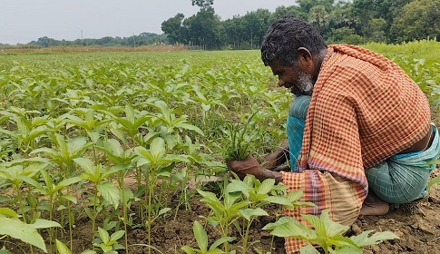 জ্বালানি সংকটে পুড়ছে পাট, ফরিদপুরে চাষীদের কপালে চিন্তার ভাঁজ