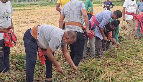 অসহায় বিধবা নারীর ২ বিঘা জমির ধান কেটে দিলেন এসএম জিলানী এমপি