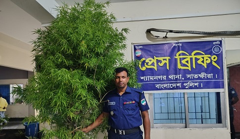 শ্যামনগরে ১০ ফুট লম্বা একটি গাঁজা গাছ জব্দ