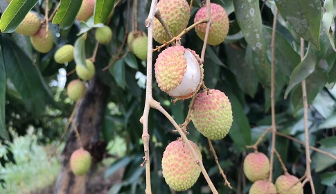 দিনাজপুরে লিচুর ফলনে চরম বিপর্যয়