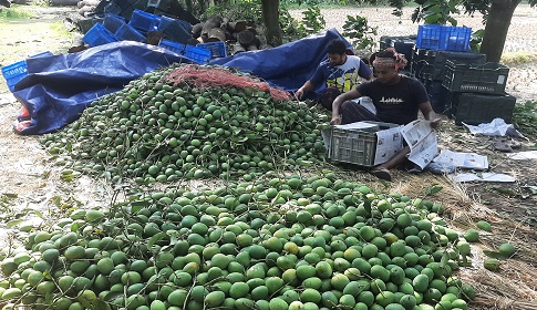 সাতক্ষীরার হিমসাগর যাচ্ছে ইউরোপে 
