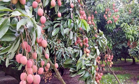 জ্যৈষ্ঠের শুরুতে লাল লিচুতে রঙিন ঈশ্বরদী