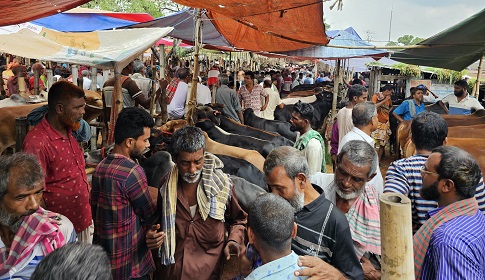 জমজমাট ঈশ্বরদীর গরুর হাট, ক্রেতার চেয়ে দর্শনার্থী বেশি