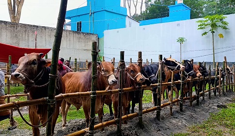 প্রথম দিনেই জমে উঠেছে রাজৈরের পশুর হাট