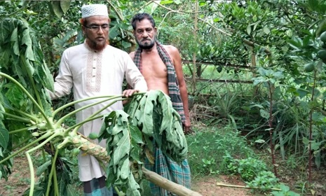কাপাসিয়ায় পেঁপে, মাল্টা ও আনারস গাছ কেটে ফেলেছে দুর্বৃত্তরা