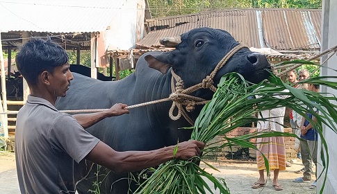 দিনাজপুরে কোরবানির জন্য প্রস্তুত ৪ লাখ ২৬ হাজার ৫২৩ পশু