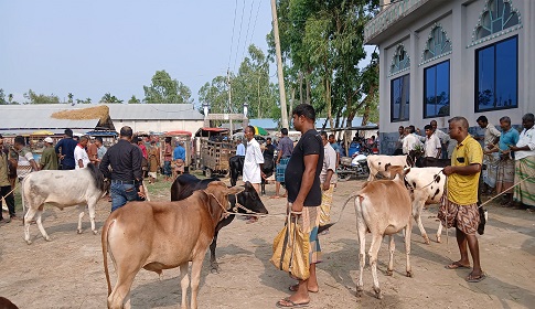 কুড়িগ্রামে হাট ভরা গরু, ক্রেতার দেখা নেই