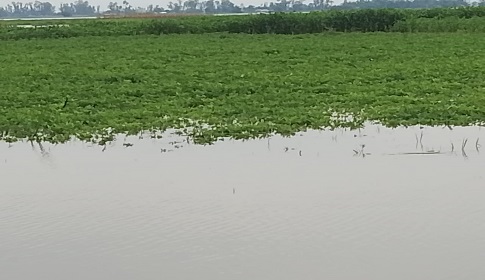 পানিবন্দি শতাধিক পরিবার, কোরবানি ঈদ নিয়ে শঙ্কায় চরবাসী