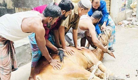 পাড়া-মহল্লায় চলছে পশু কোরবানি