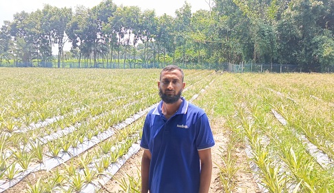 ফরিদপুরে ৮ বিঘা জমিতে আনারস চাষ করে তাক লাগিয়ে দিলেন কৃষক মিলন