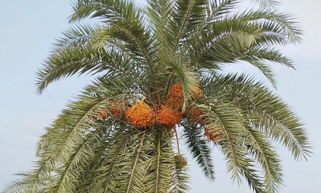 গাছেই নষ্ট হচ্ছে একসময়ের জনপ্রিয় দেশি খেজুর 