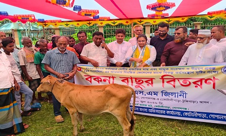 নিবন্ধিত ৬০ জেলের মাঝে বকনা বাছুর বিতরণ  