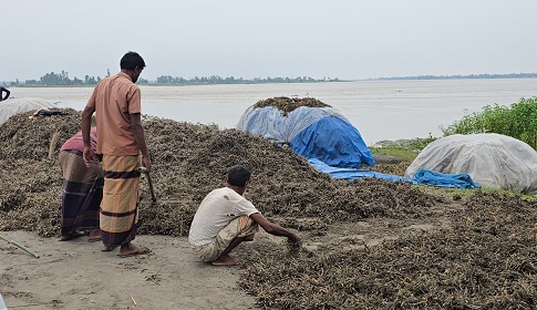 কুড়িগ্রামে তিস্তার পানিতে বাদাম চাষের ব্যাপক ক্ষতি