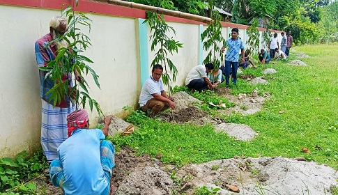 শতাধিক দেবদারু চারায় সাজলো পঞ্চগ্রাম ঈদগাহ মাঠ 
