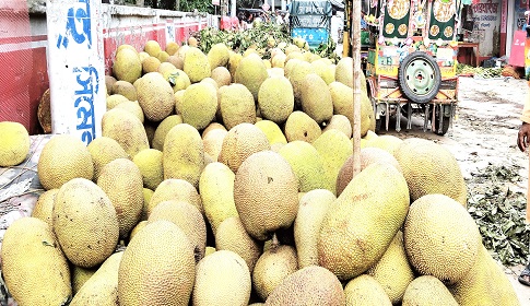 কাপাসিয়ায় ‘কাঁঠাল’র বাম্পার ফলন, দাম নিয়ে হতাশ কৃষকরা