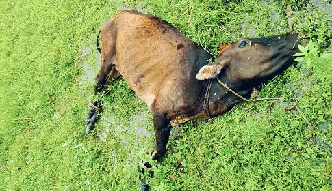 কুকুরের কামড়ে গাভী মৃত্যুর ঘটনায় পল্লী চিকিৎসকের বিরুদ্ধে থানায় অভিযোগ
