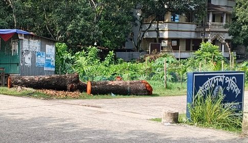 পাবনার  ফরিদপুরে সরকারি বিধি না মেনে গাছ কাটলেন ওসি, সচেতন মহলে ক্ষোভ