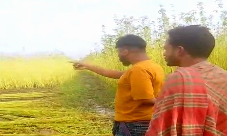 সালথায় হত্যা মামলার পর গ্রেপ্তার আতংকে গ্রাম পুরুষশূন্য, পাট কাটতে বাঁধা দেওয়ার অভিযোগ