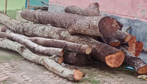 পাংশায় সরকারি রাস্তার কাটা গাছ আটক