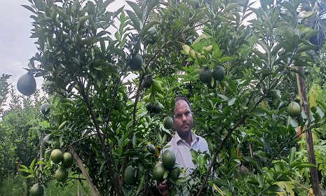 মহম্মদপুরে মিশ্র ফলের বাগান করে সফল মিজানুর রহমান 