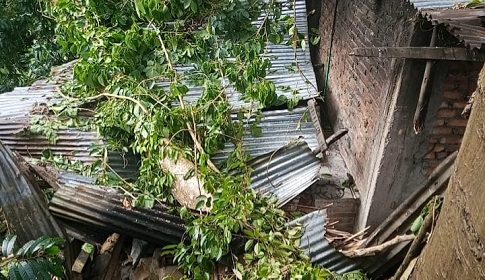 কাপ্তাইয়ে ঝুঁকিপূর্ণ গাছের ডাল ভেঙে রান্নাঘর বিধ্বস্ত, রক্ষা পেল গৃহবধূ