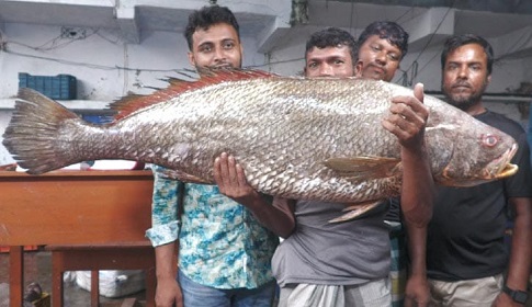 সাগরে ধরা পড়লো বিরল প্রজাতির ২২ কেজি ওজনের ধাতিনা ভোল মাছ