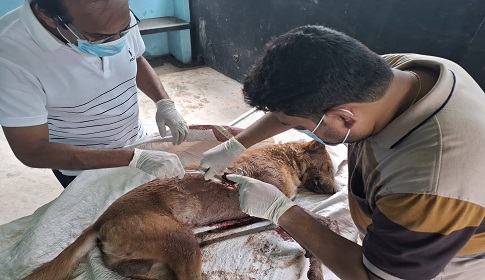 চাটমোহরে ধারালো অস্ত্রাঘাতে কুকুর হত্যার অভিযোগ