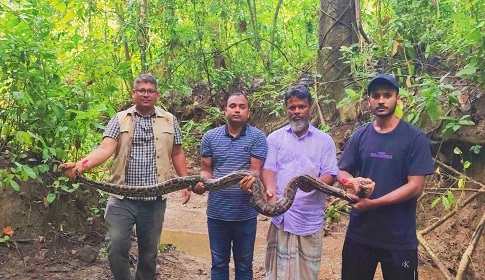 কাপ্তাইয়ে লোকালয় থেকে উদ্ধার হওয়া ১০ ফুট দৈর্ঘ্যের অজগর বনে অবমুক্ত