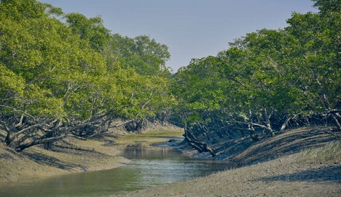 পশ্চিম সুন্দরবনে কমছেনা বন অপরাধ