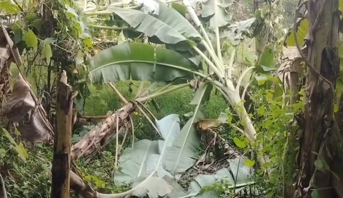 লালপুরে চাঁদা দাবিতে ব্যর্থ হয়ে নারীকে কুপ্রস্তাব, রাজি না হওয়ায় গাছ কাটলো দুই বিএনপি কর্মী