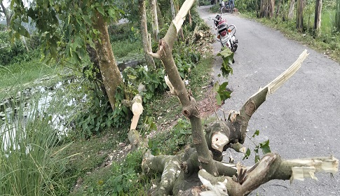 সোনাতলায় সড়কের গাছ কাটার ‘মহোৎসব’, পরিবেশ ও সৌন্দর্য হুমকিতে