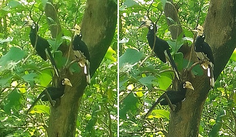 ব্যাঙছড়ি পাহাড়ে বিরল ‘ধনেশ’ পাখির সংসার 