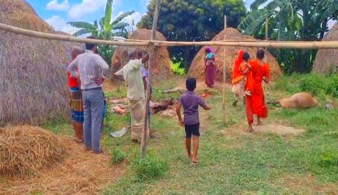 টাঙ্গাইলে মাংস বিক্রির উদ্দেশ্যে ১০টি ঘোড়া জবাইয়ের অভিযোগ