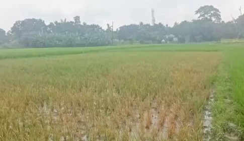 ফরিদপুরে বিরোধপূর্ণ জমির ধানক্ষেতে বিষ প্রয়োগ ও হত্যার হুমকির অভিযোগ