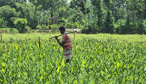 মীরেরবাড়িতে সবজির সবুজ বিপ্লব, ৮০০ কৃষকের ঘামে বদলাচ্ছে গ্রামীণ অর্থনীতি