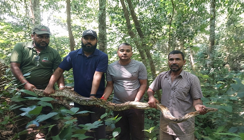 লোকালয় থেকে উদ্ধার ৯ ফুট অজগর কাপ্তাই জাতীয় উদ্যানে অবমুক্ত