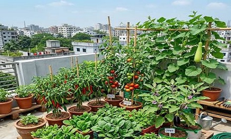 শহরে যেভাবে গড়ে তুলবেন সবুজ ছাদবাগান