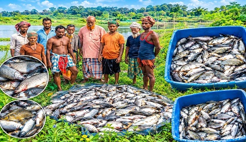 বাগেরহাটে মৎস্য ঘেরে বিষ, ৬ লাখ টাকার মাছ নিধন