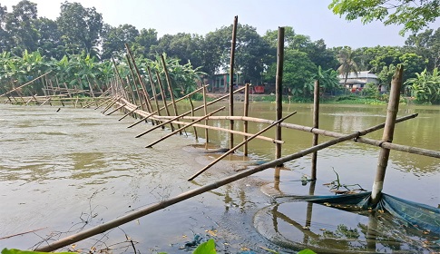 গোপালগঞ্জ খালে ‘বাঁশের বেড়া’ দিয় মাছ শিকার