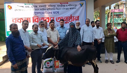 পাংশায় ২০ সুফলভোগীর মধ্যে বকনা বাছুর ও গোখাদ্য বিতরণ