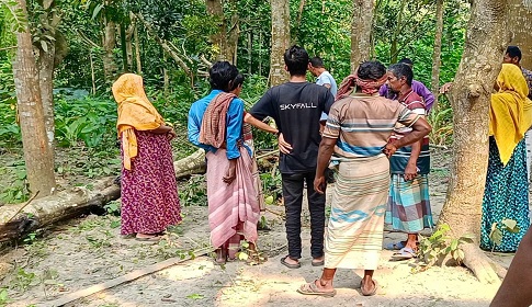 চাটমোহরে গাছ কাটতে গিয়ে নিচে পড়ে যুবকের মৃত্যু