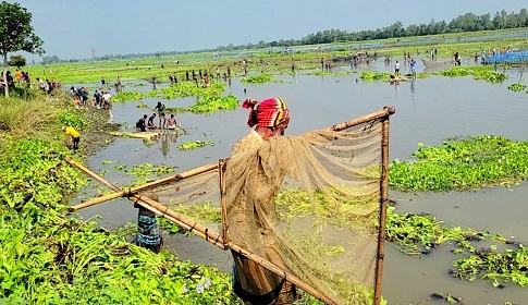 বুড়ির বাঁধে মাছ শিকার উৎসবে মেতেছে ঠাকুরগাঁওবাসী