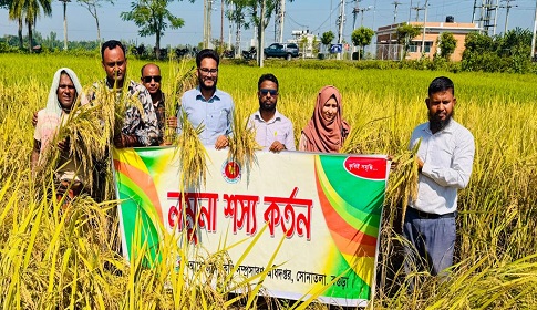 ব্রি-১০৩ আমনে বাড়তি লাভের স্বপ্ন সোনাতলার কৃষকের