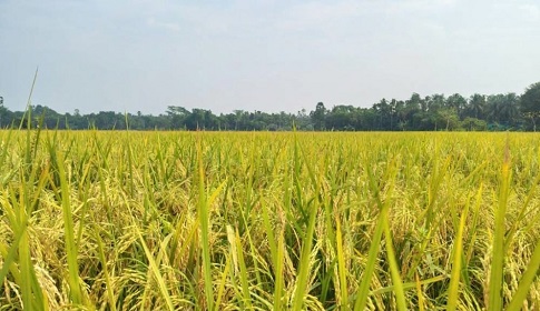 গোপালগঞ্জে বিনা ধান-২৬ চাষে ব্যাপক সাফল্য 