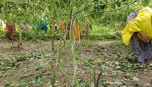 নবাবগঞ্জে রাতের আঁধারে ৬০০ শিম গাছ কেটে সাবাড় করেছে দুর্বৃত্তরা
