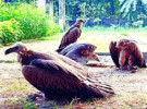 দিনাজপুর থেকে হারিয়ে যাচ্ছে শকুন